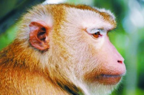 科学家选取普通猕猴做实验，成功清除9只猴子体内的病毒。